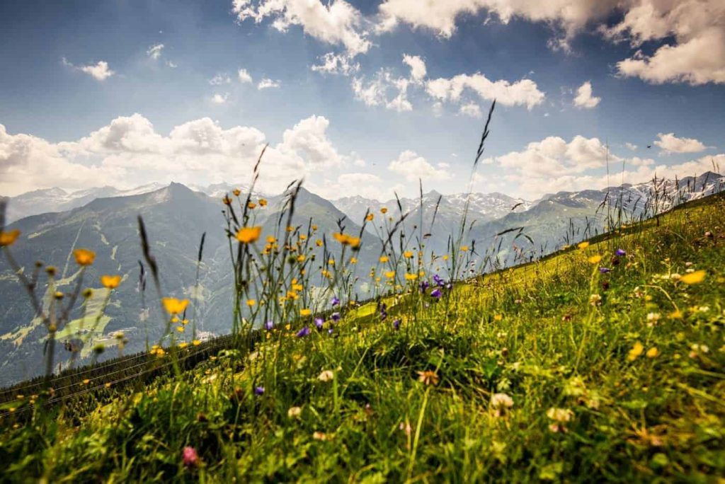 Bunte Alpenwiesen mit Aussicht auf Berglandschaften unter blauem Himmel in Dorfgastein.