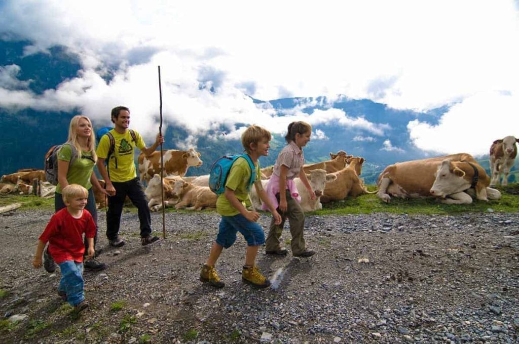 Family hiking with children in the mountains, surrounded by cows and beautiful landscape.
