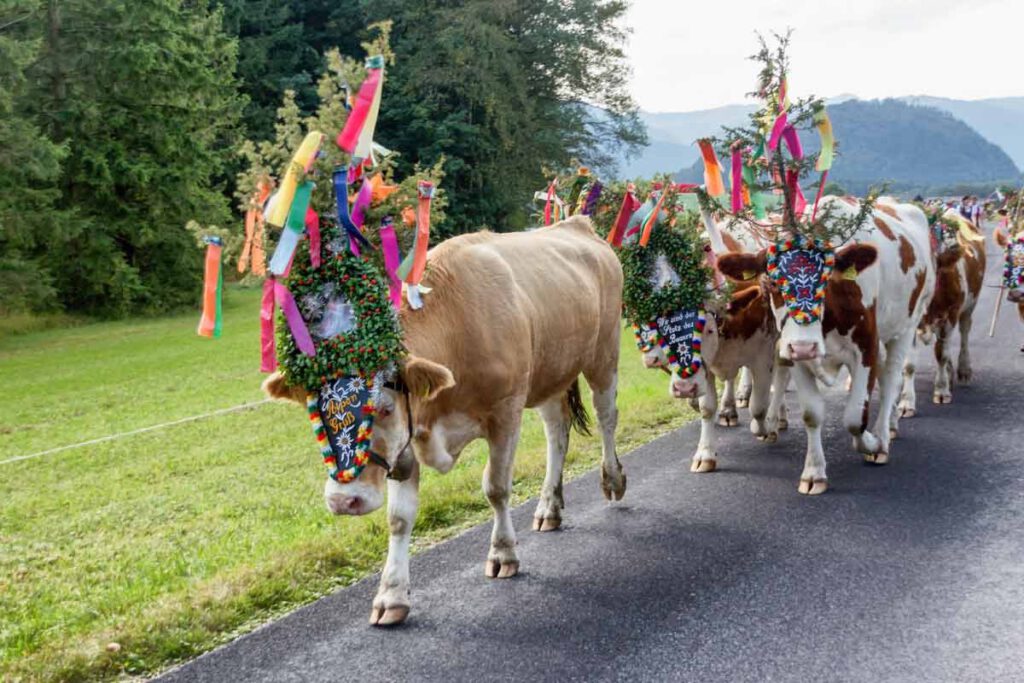 Koeien met kleurrijke hoofddeksels bij de Almabtrieb in het Gasteinertal